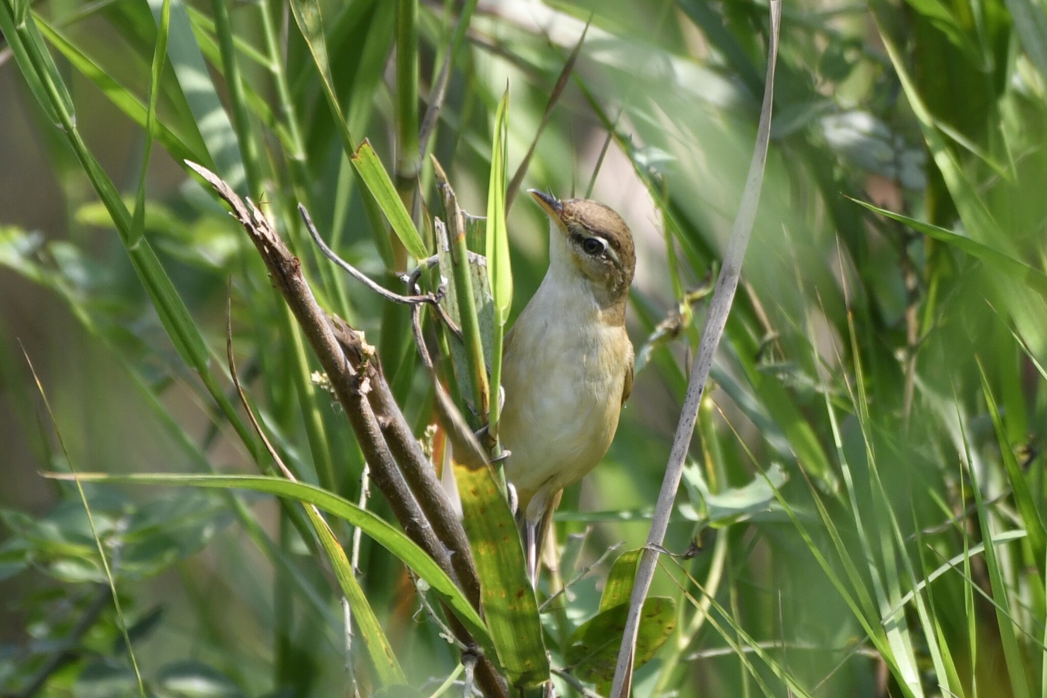 Manchurian Reed Warbler (Acrocephalus tangorum), photo 3