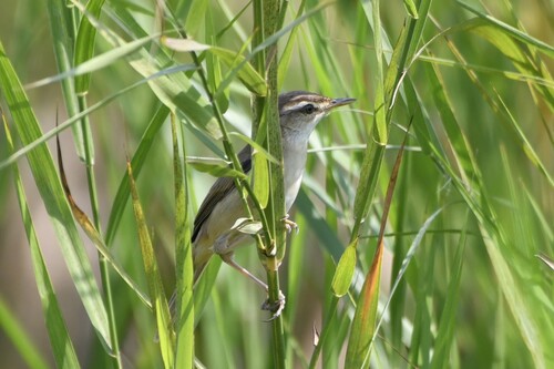 Manchurian Reed Warbler (Acrocephalus tangorum)