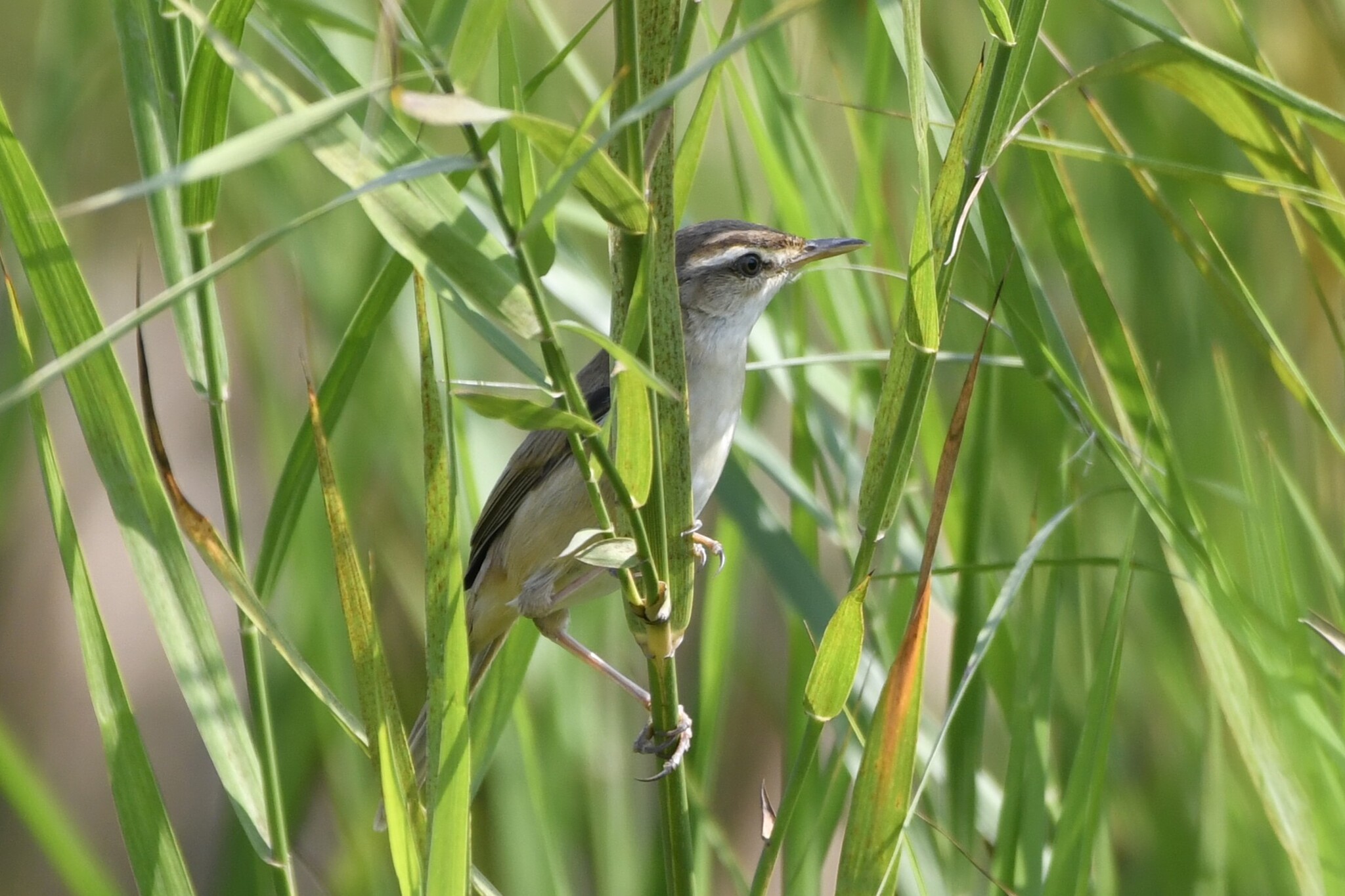 Manchurian Reed Warbler (Acrocephalus tangorum), photo 1