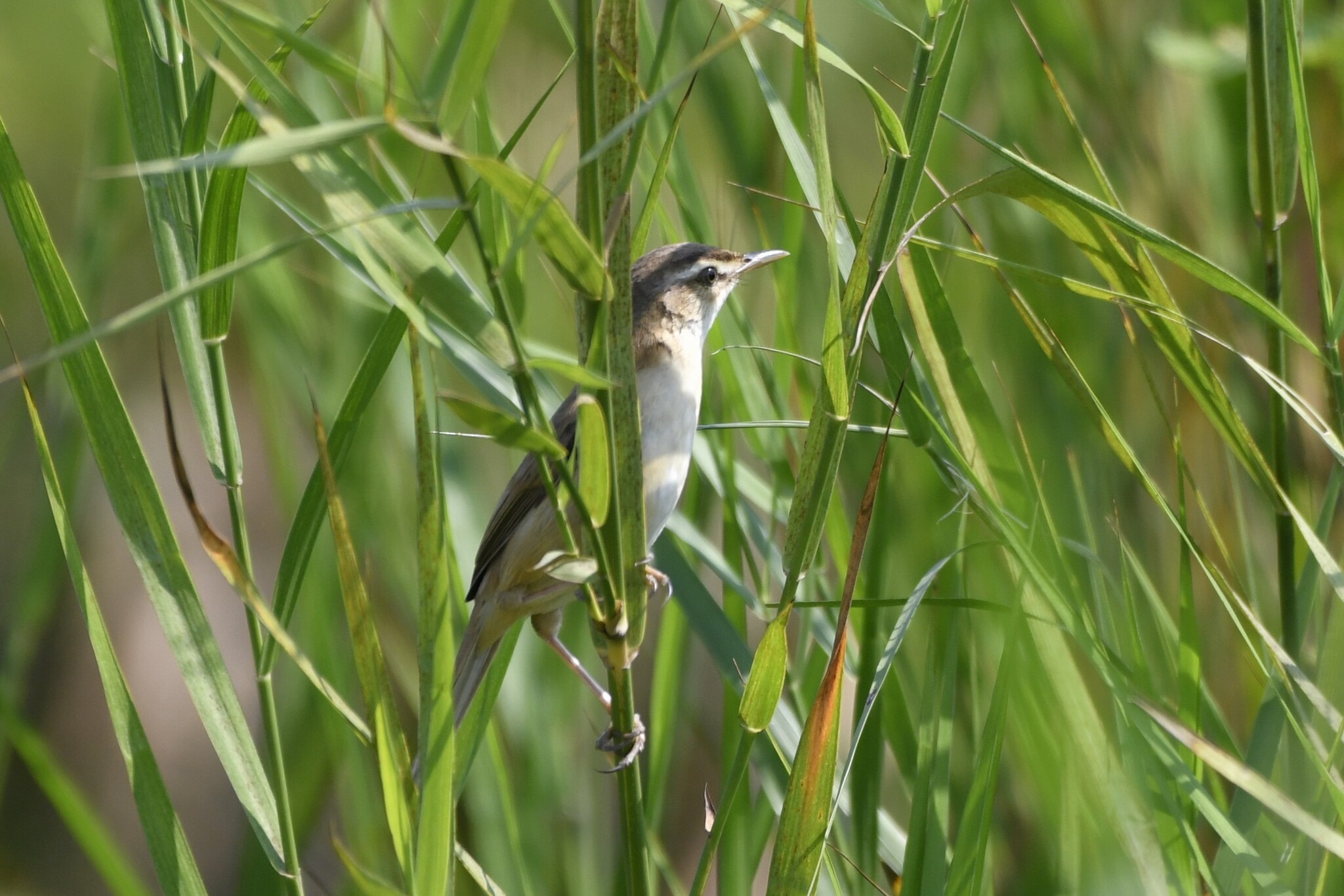 Manchurian Reed Warbler (Acrocephalus tangorum), photo 2
