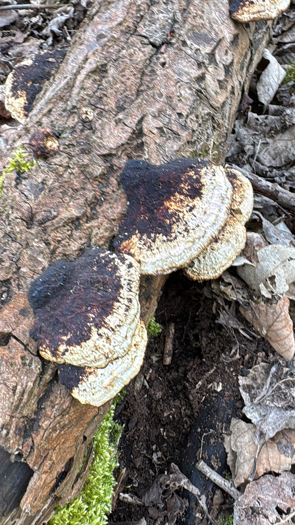 Daedaleopsis confragosa confragosa