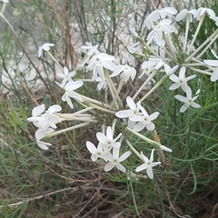 Amsonia longiflora