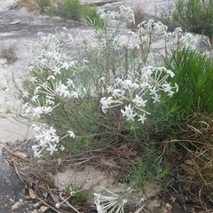Amsonia longiflora