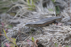 Pseudemoia cryodroma