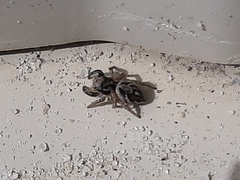 Habronattus coecatus