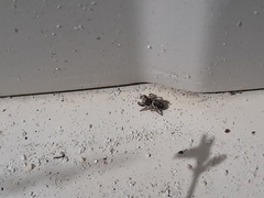 Habronattus coecatus