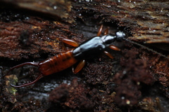 Forficuloidea