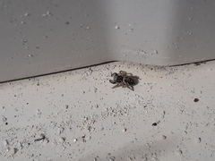 Habronattus coecatus