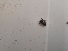 Habronattus coecatus