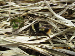 Bombus sichelii