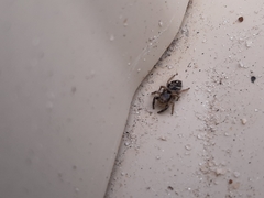 Habronattus coecatus