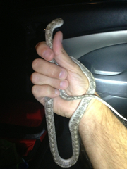 Arizona elegans eburnata