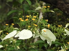 Mussaenda pubescens