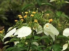 Mussaenda pubescens