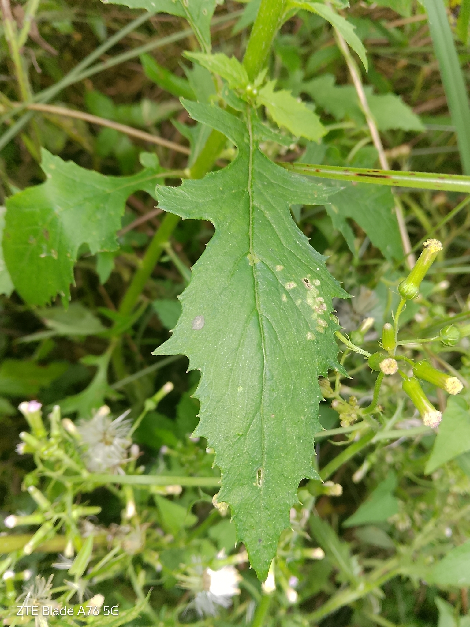 Tropical Burnweed (Erechtites valerianifolius)