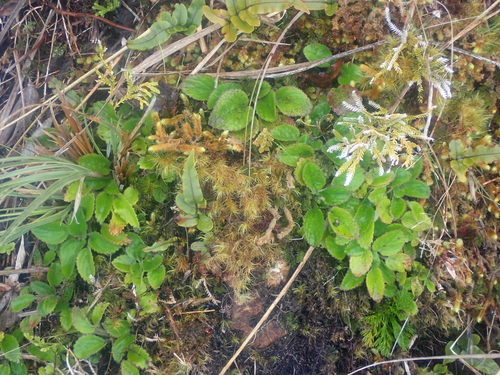 Breutelia elongata observed 2026-04-06