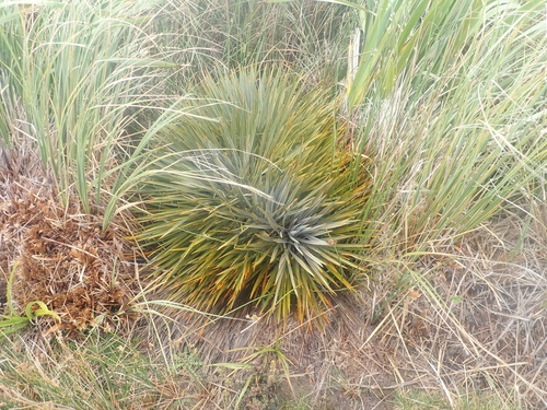 giant speargrass (Aciphylla colensoi)