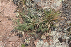 Astragalus chorinensis