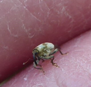 Drupenatus nasturtii