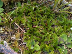 Aciphylla dissecta, photograph (c) Paul Bell-Butler, some rights reserved (CC BY)