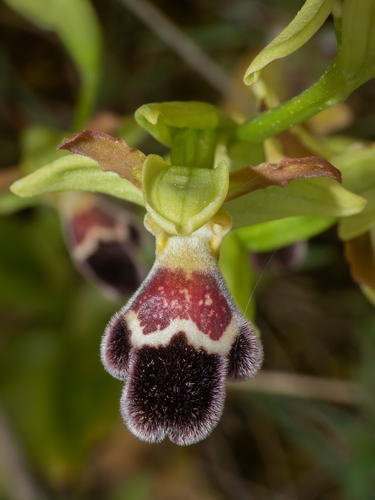 Omega Bee-orchid and allies (Ophrys omegaifera)