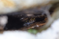 Plethodon petraeus