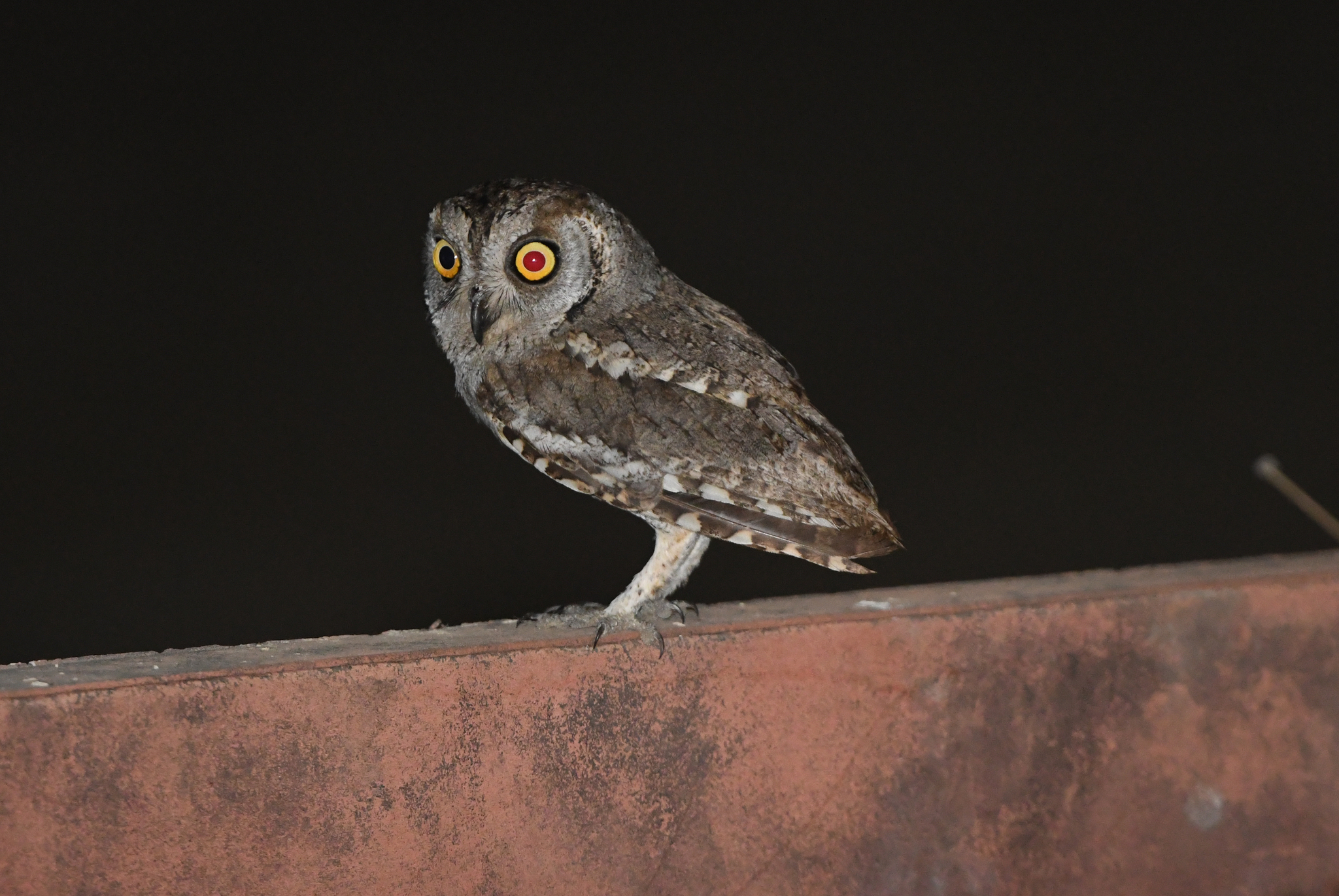 Arabian Scops Owl (Otus pamelae), photo 2