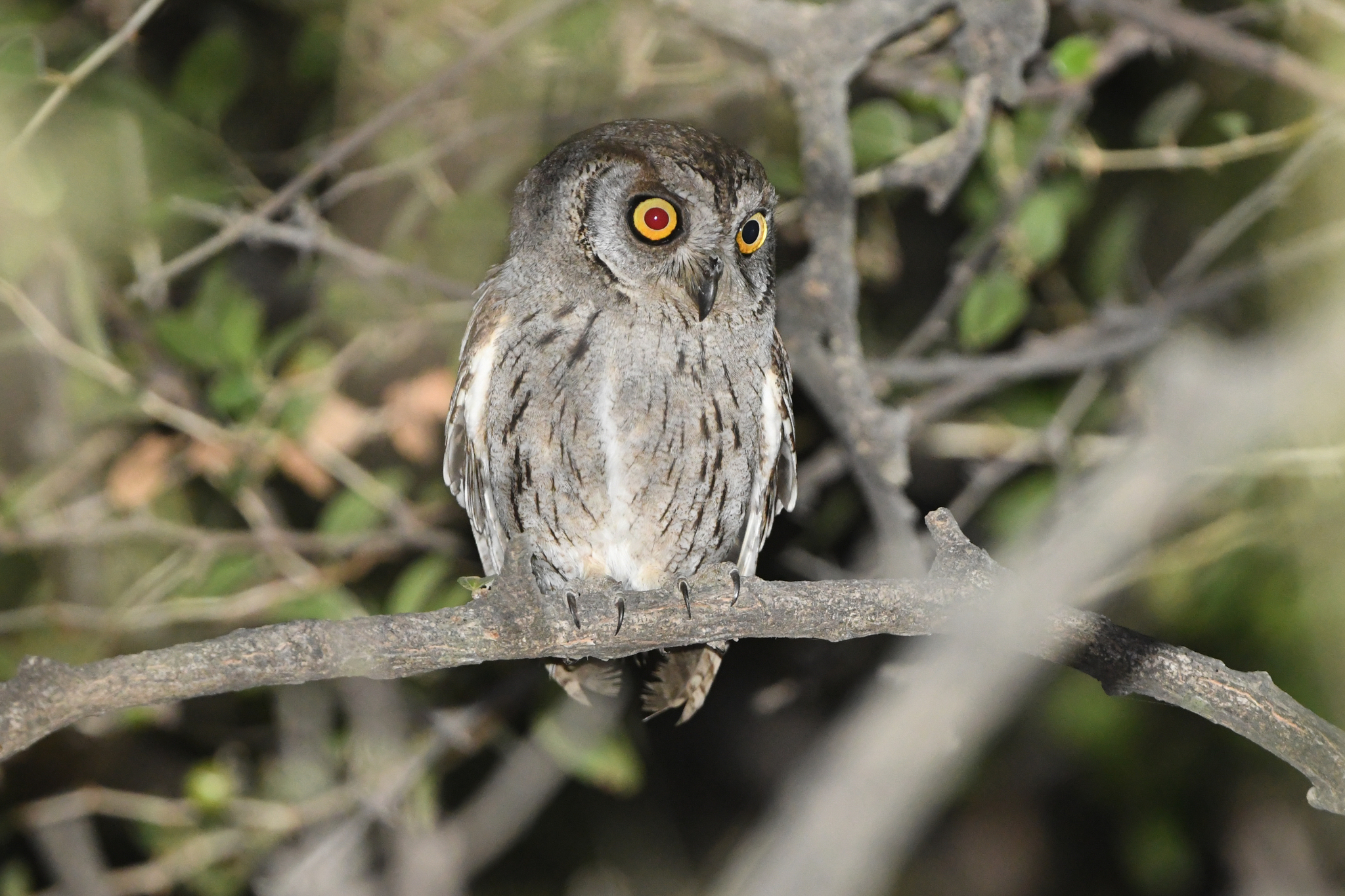 Arabian Scops Owl (Otus pamelae), photo 3