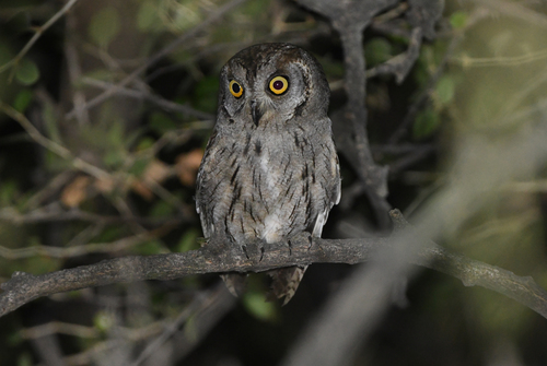 Arabian Scops Owl (Otus pamelae)