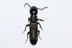Tasgius melanarius