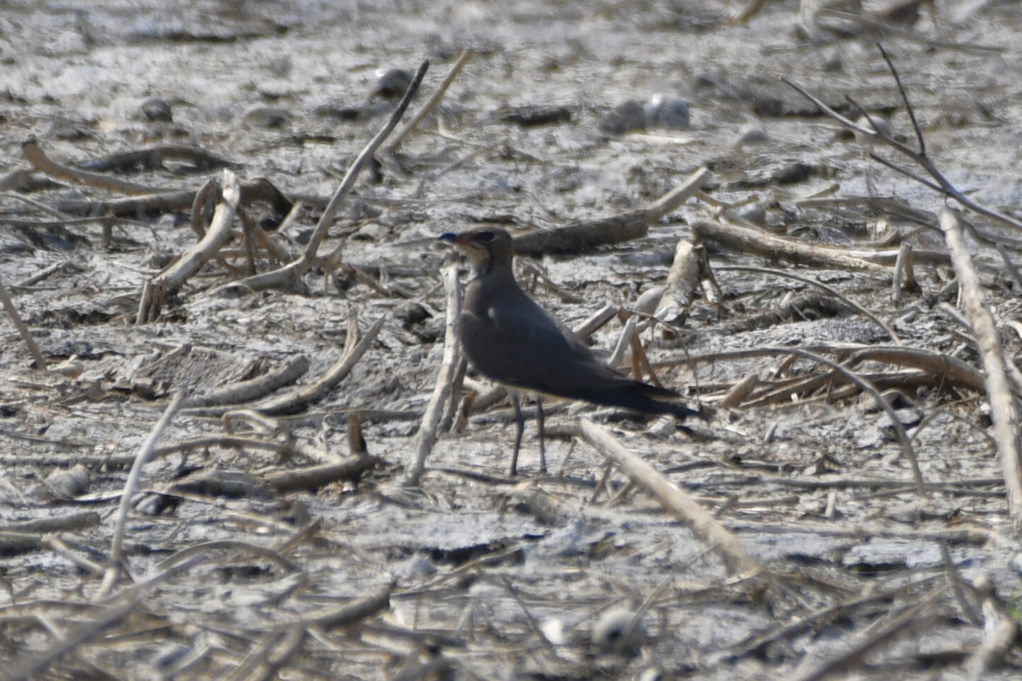 Oriental Pratincole (Glareola maldivarum), photo 2