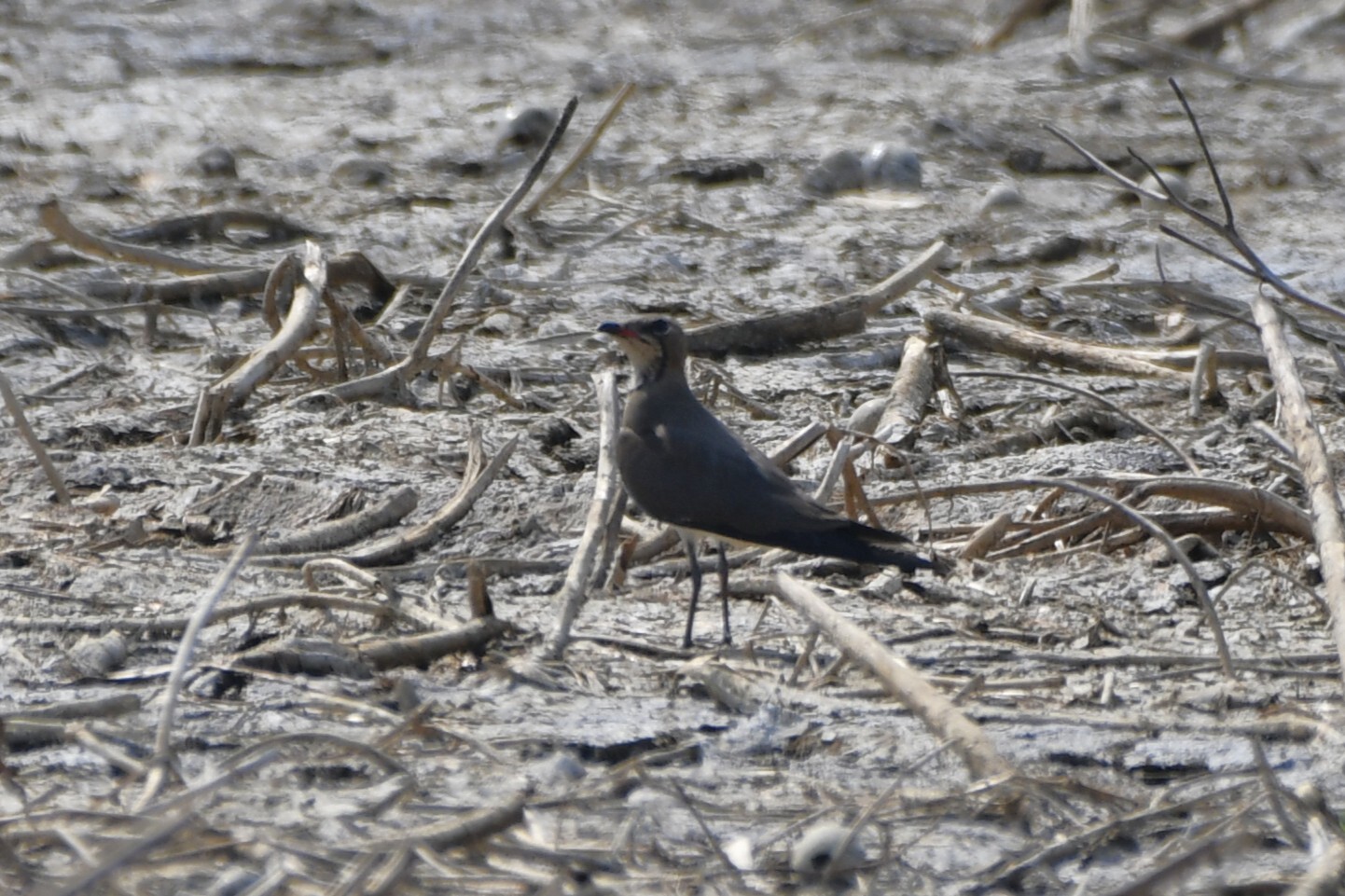Oriental Pratincole (Glareola maldivarum), photo 1