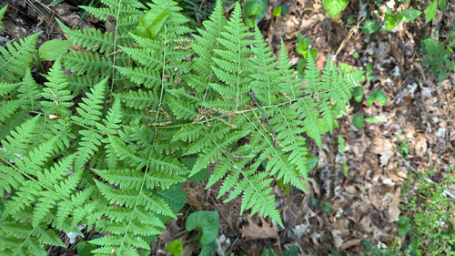 Swordfern (Macrothelypteris torresiana)