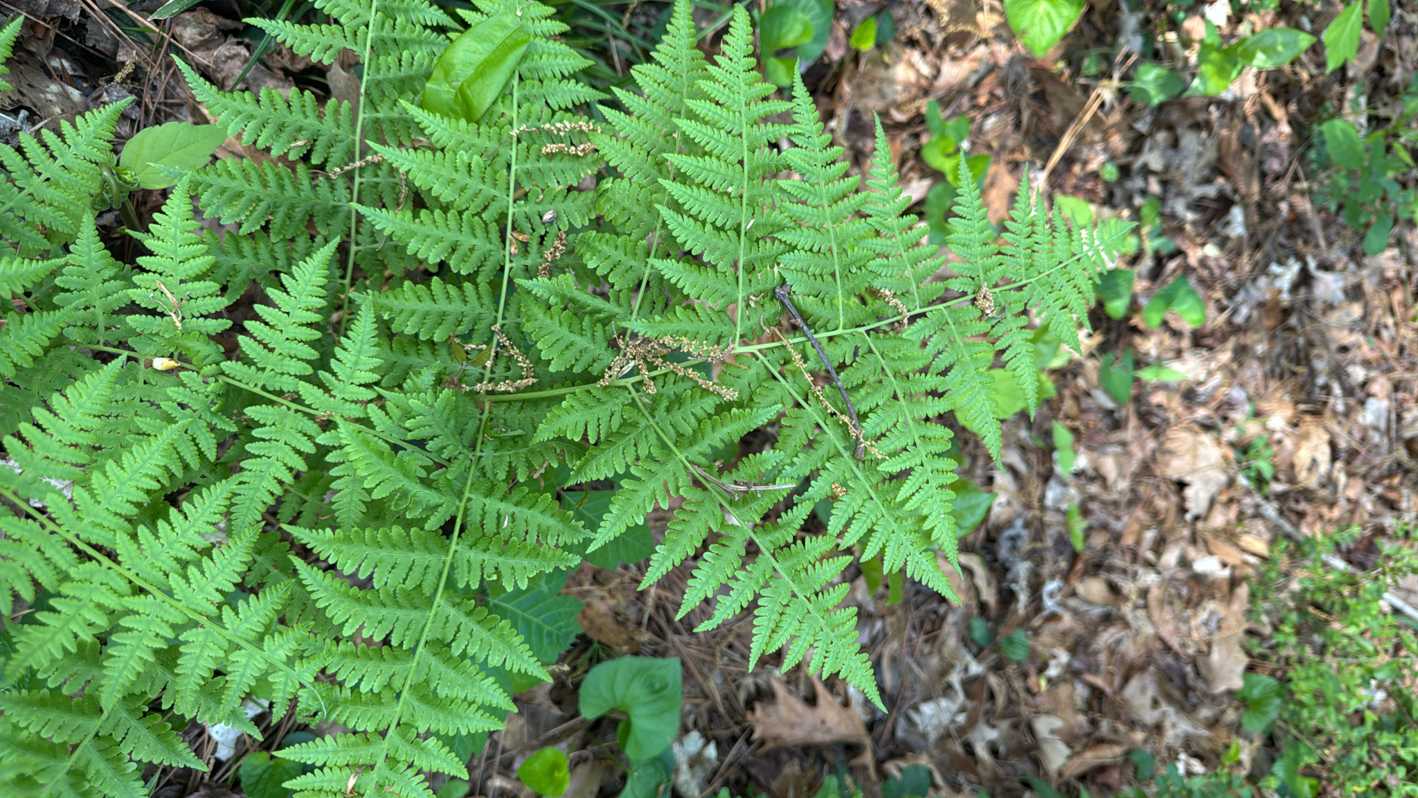 Swordfern (Macrothelypteris torresiana)
