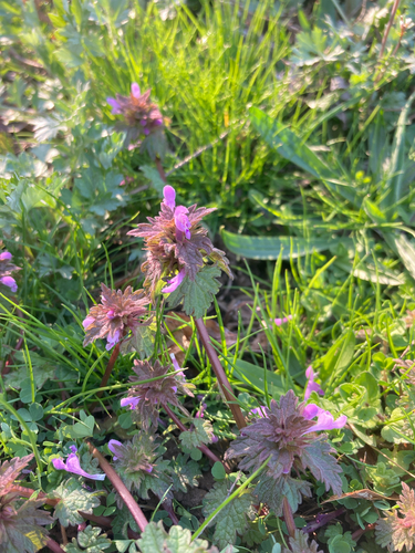 Cut-Leaved Dead-Nettle (Lamium hybridum)