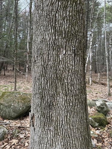 white ash (Fraxinus americana)