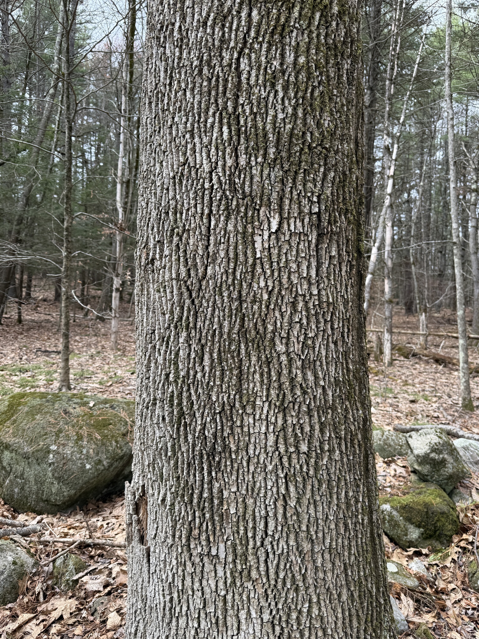 White Ash (Fraxinus americana)
