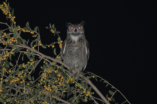 Arabian Eagle-Owl (Bubo milesi), photo 7