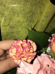 Dianthus caryophyllus