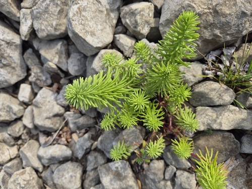 Widow's-cross (Sedum pulchellum)
