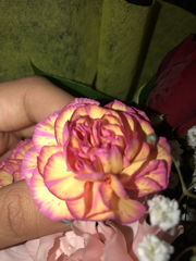 Dianthus caryophyllus