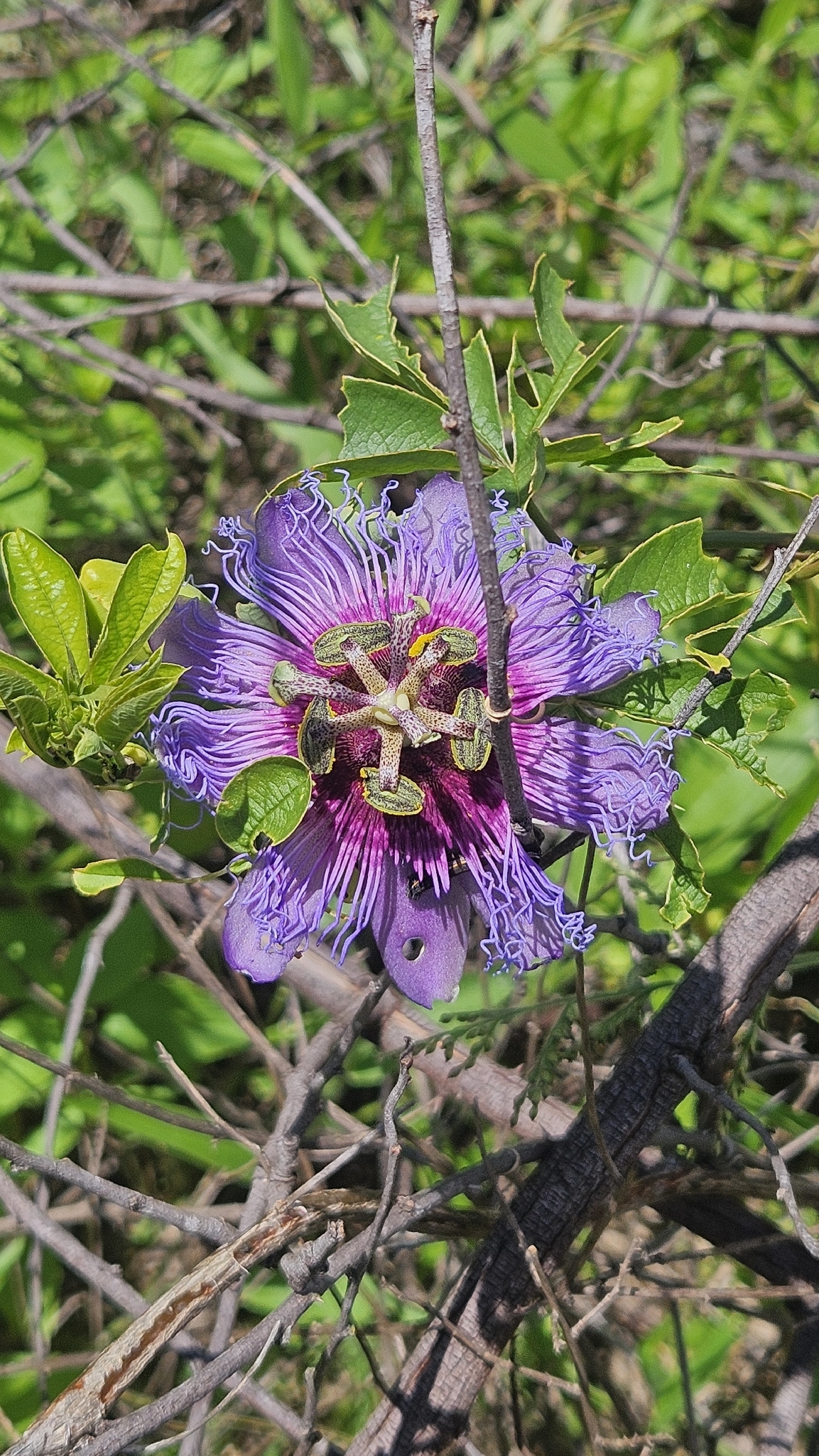 Passiflora cincinnata