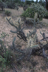 Cylindropuntia molesta molesta