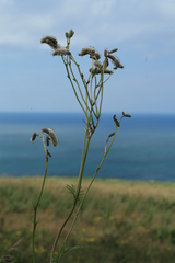 Sanguisorba tenuifolia