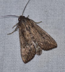 Leucania subpunctata