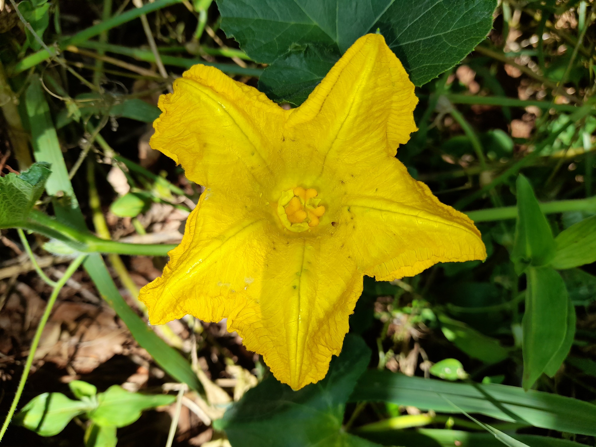 Cucurbita moschata
