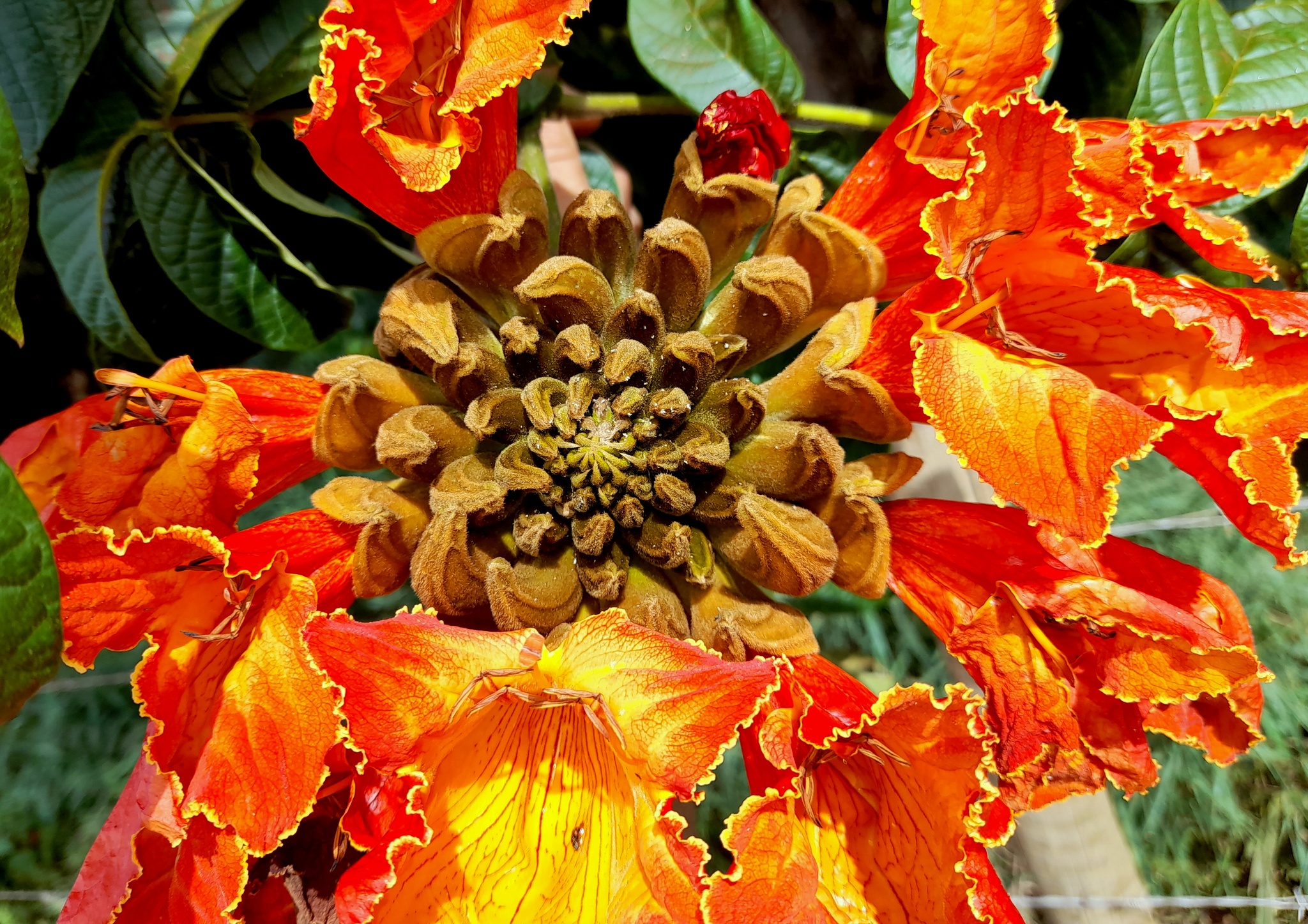 Spathodea campanulata