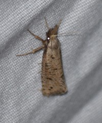 Acrolophus mortipennella