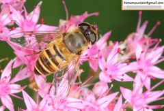Eristalis cerealis