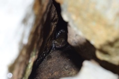 Plethodon petraeus